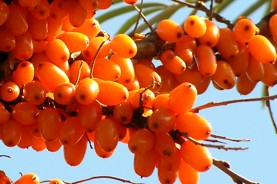 Omega-7