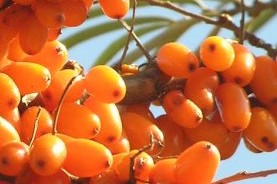 Sea Buckthorn Capsule
